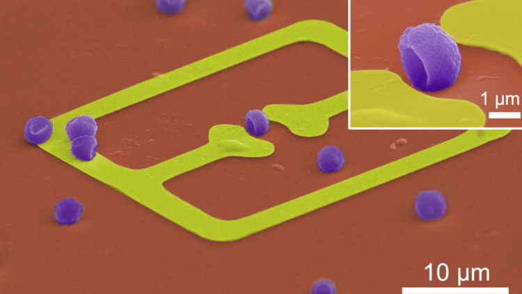 SIG 4: Chemical and Biological Systems